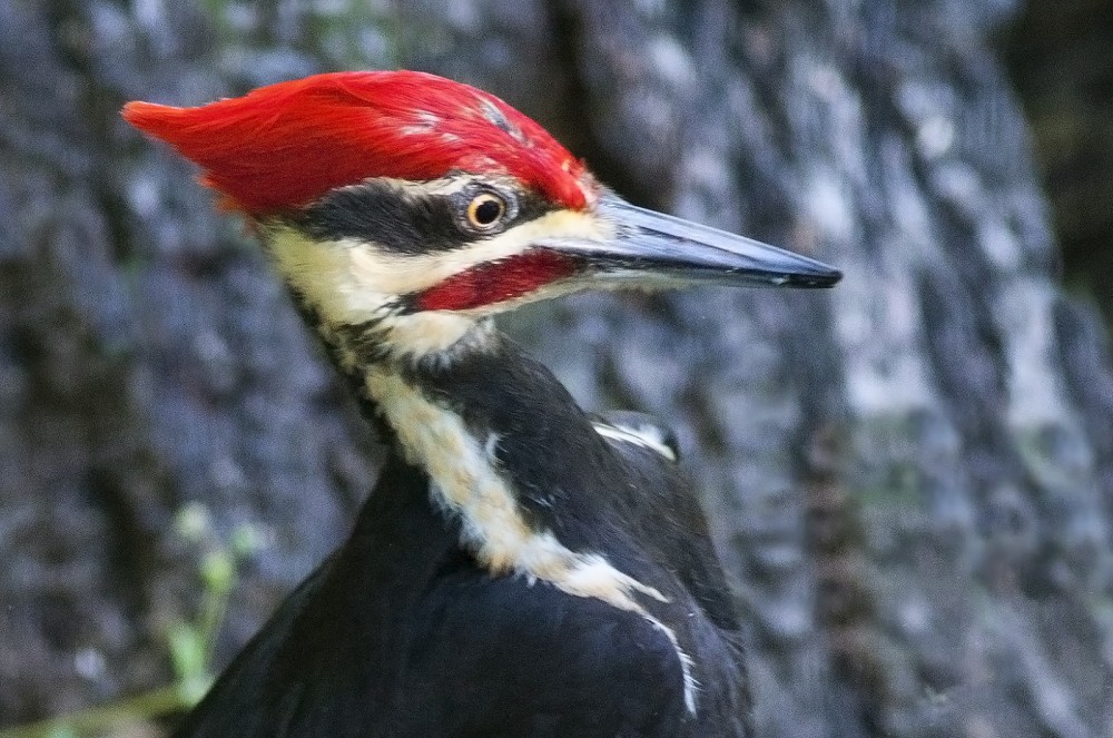 pileated woodpecker size