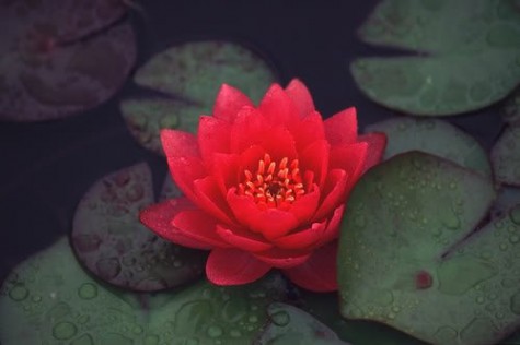 red lotus flower 2