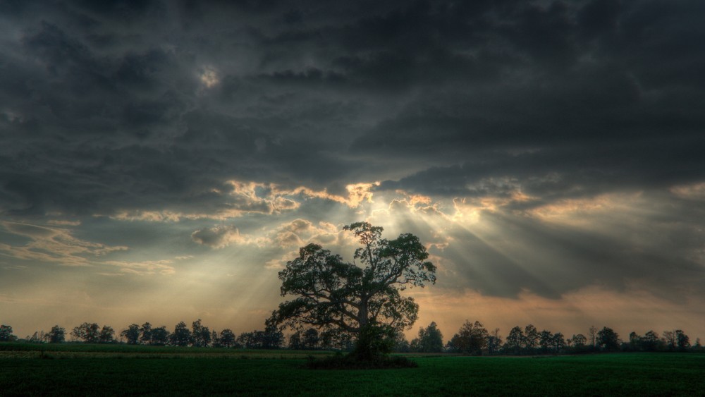 tree_in_a_meadow