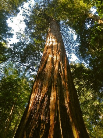 Redwood lone